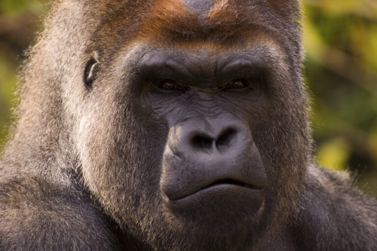 ape-scaled-1-1.jpg